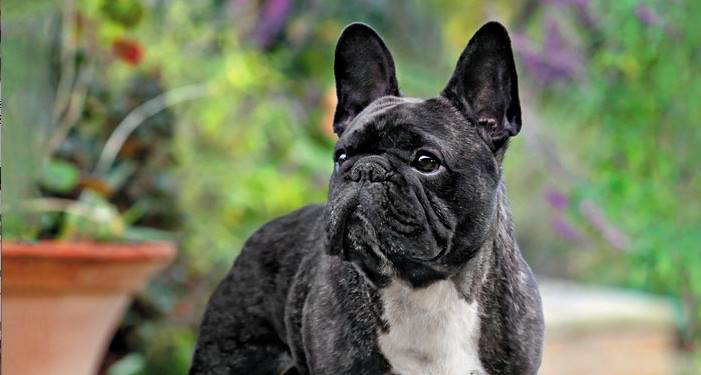 what is the best age to neuter my french bulldog