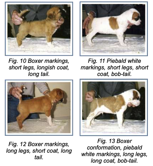 Meet the Breed -Mini Boxer  Miniature dogs, Dog breeds, Boxer dogs